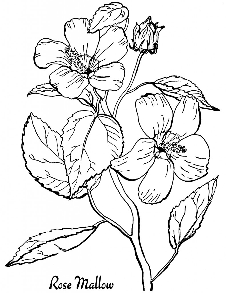 16 Flower Coloring Pages For Adults All Unique The Graphics Fairy