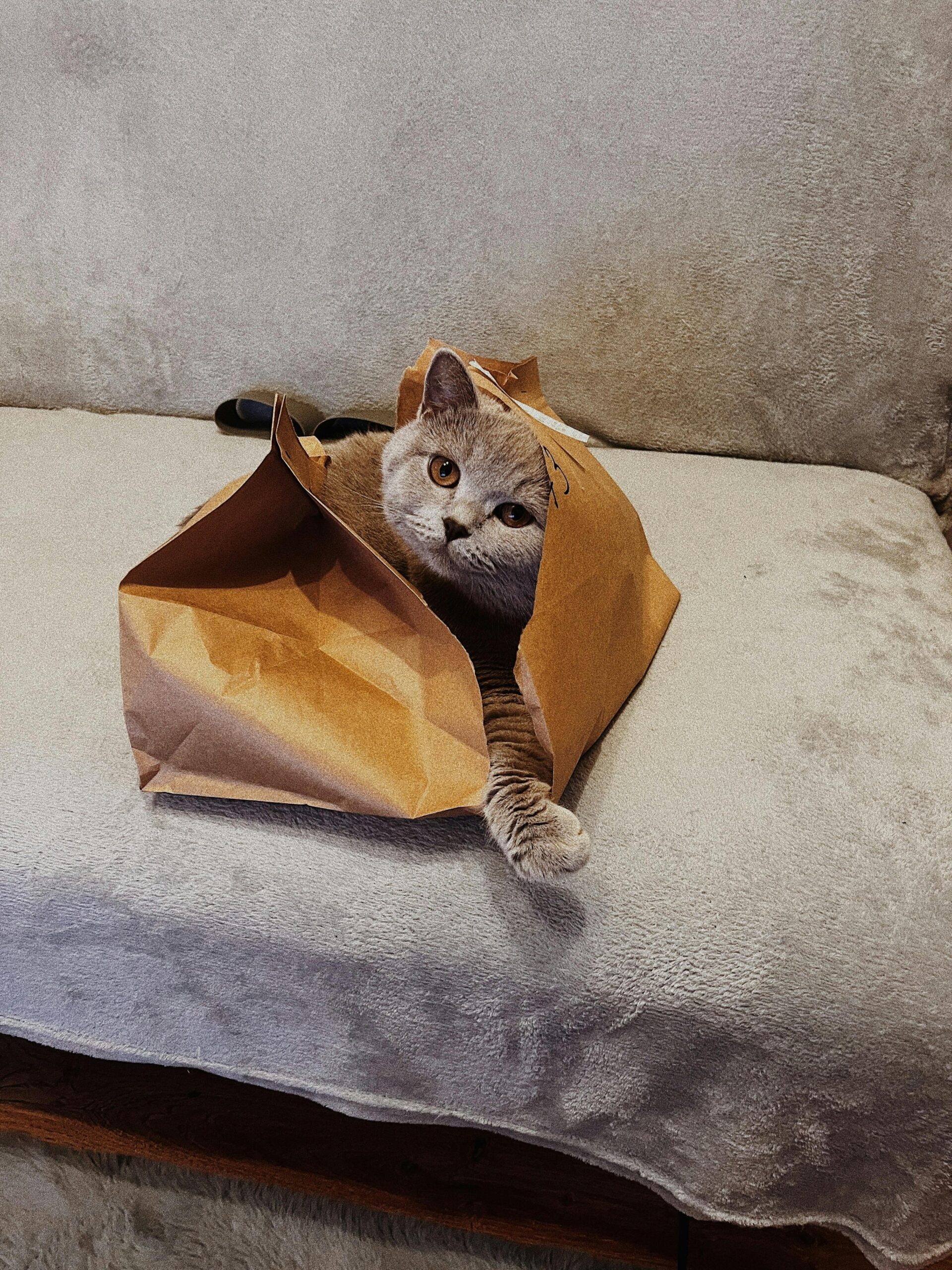 A Cat In A Paper Bag Free Stock Photo