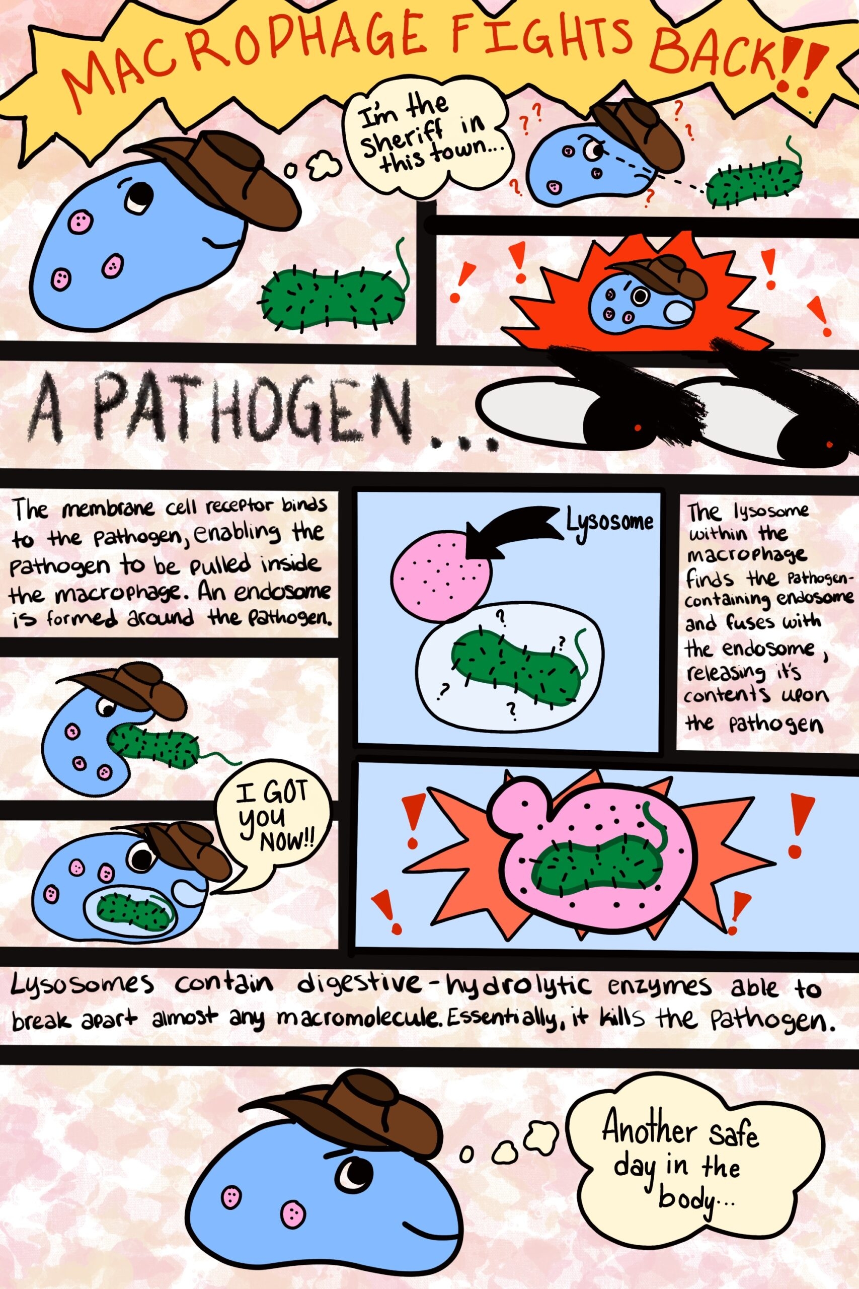 A Comic Strip On Macrophages Human STEAM A Comic Strip On Macrophages Human STEAM