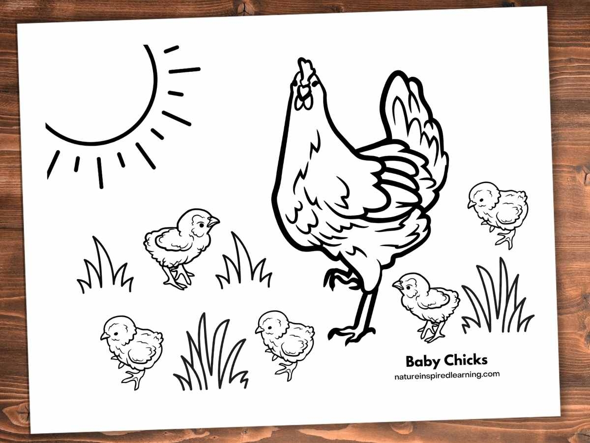 colouring pages of chickens colouring pages of chickens