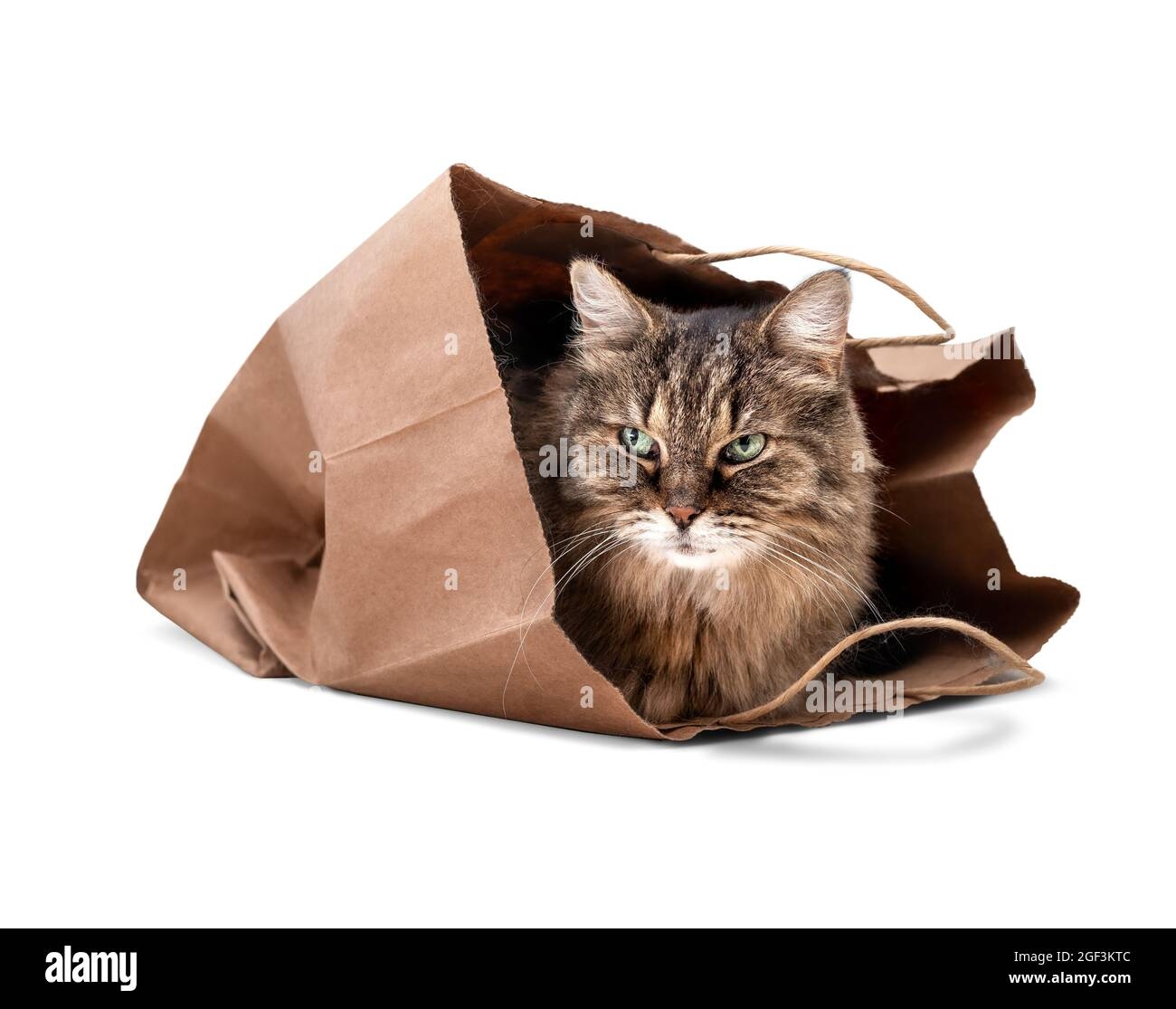 cat with paper bag