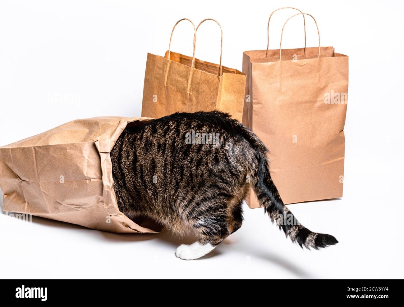 Cat Sitting In A Paper Craft Bag Box The Concept Of Delivery Packaging Use Of The Environment Shopping Stock Photo Alamy