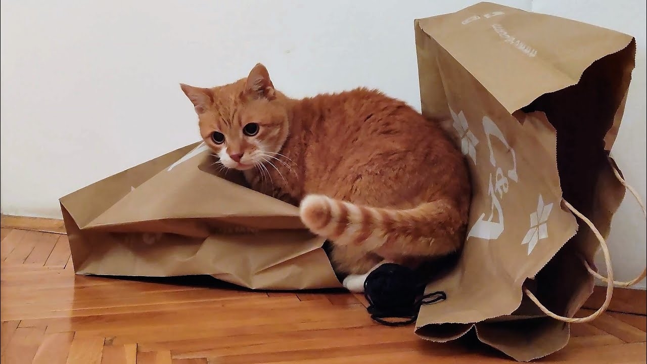 Cats Going Crazy Over Paper Bags YouTube