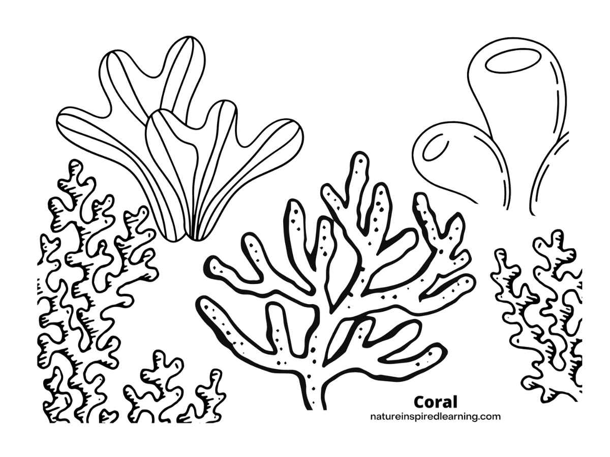 Coral Reef Coloring Pages For Kids Nature Inspired Learning Coral Reef Coloring Pages For Kids Nature Inspired Learning