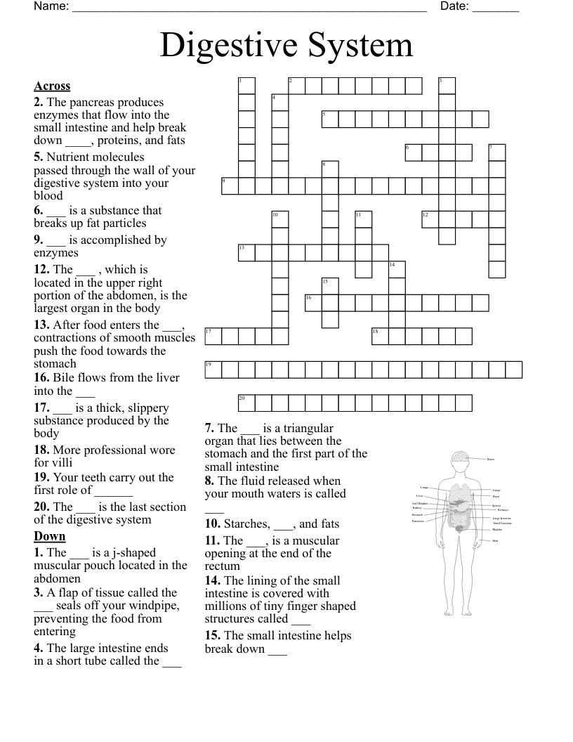 Digestive System Crossword WordMint