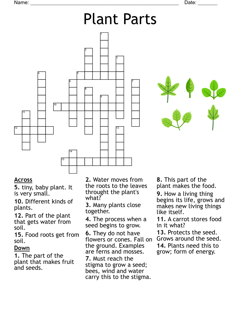 Disease And Disorders Crossword WordMint
