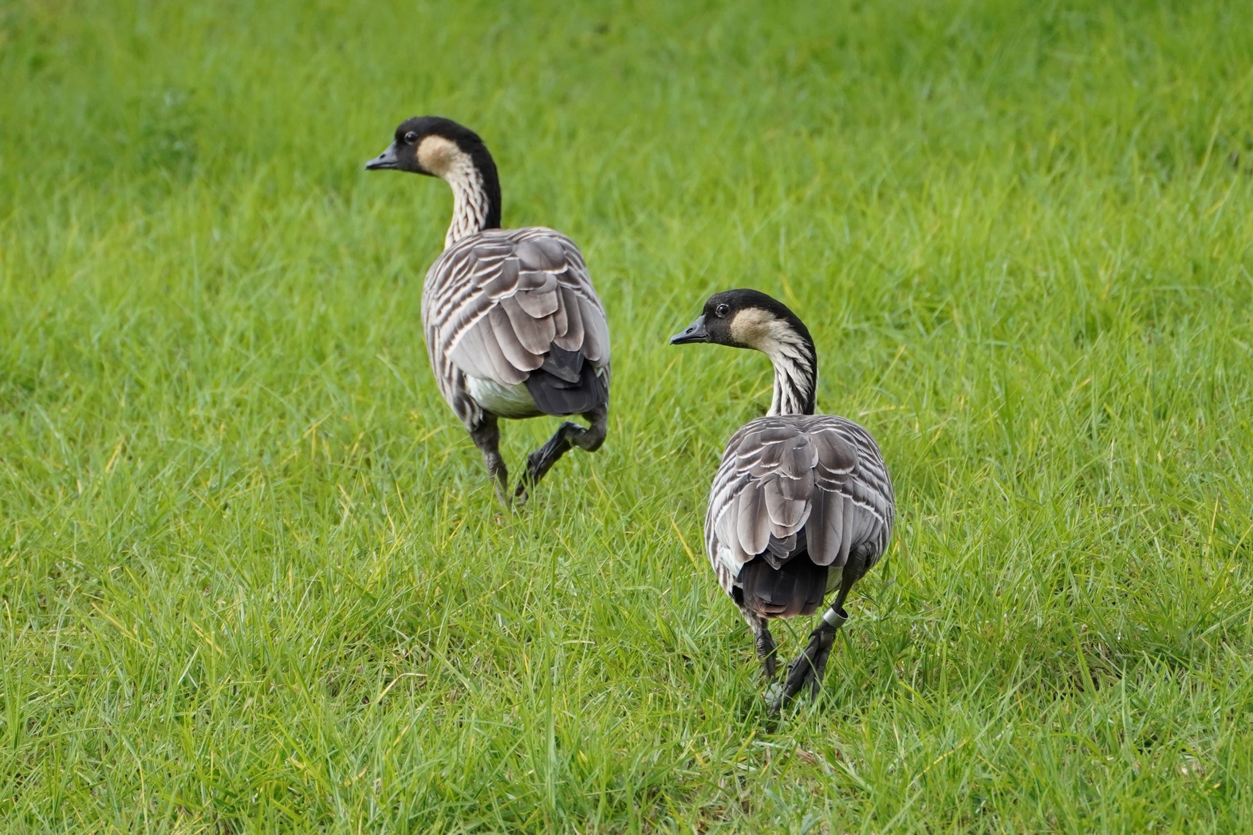 Division Of Forestry And Wildlife Wildlife Program N n Division Of Forestry And Wildlife Wildlife Program N n