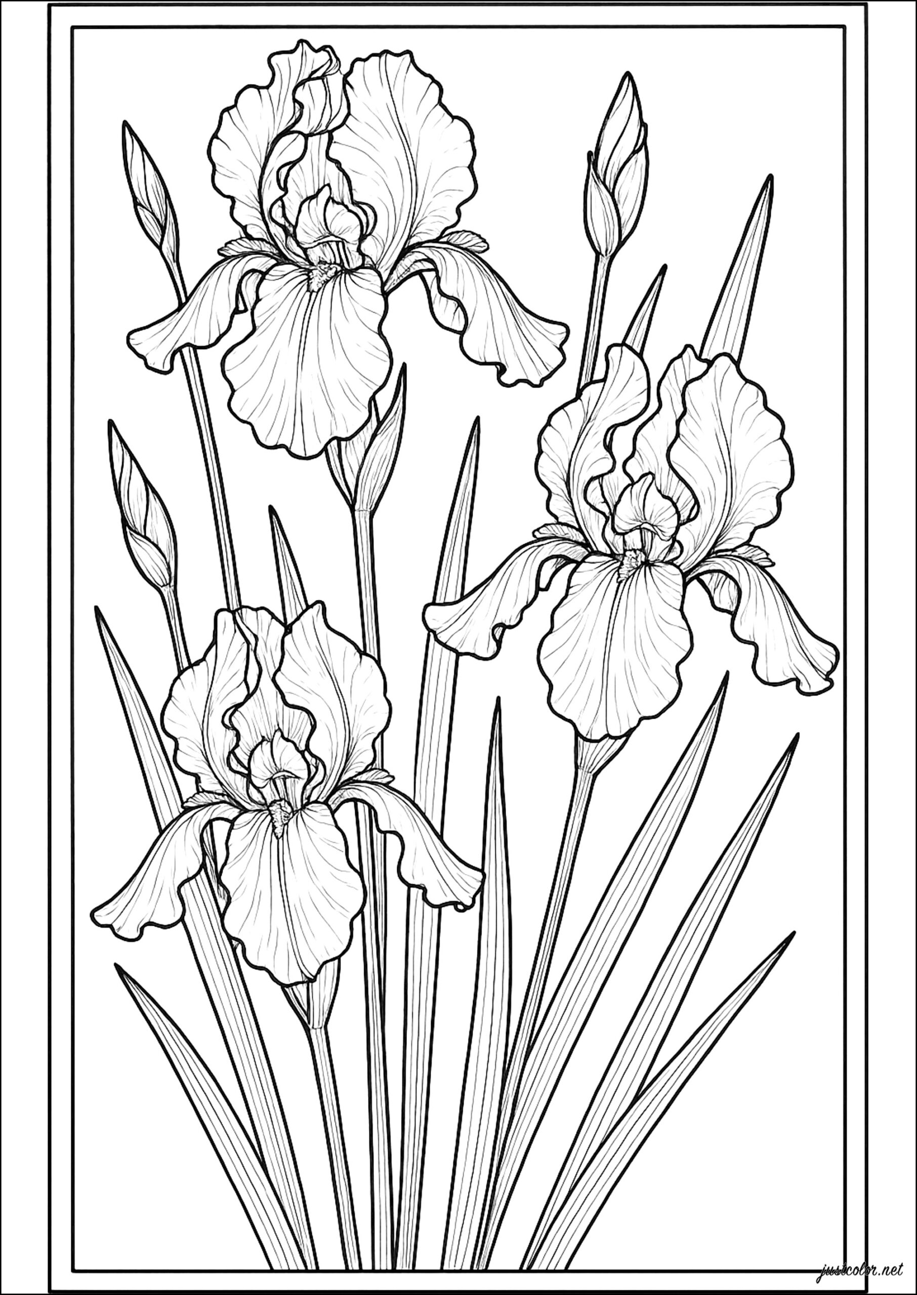 free coloring pages adults flowers