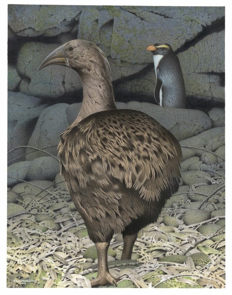 extinct bird crossword clue