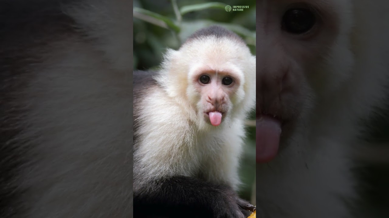 Five Unique Monkey Species From South America YouTube Five Unique Monkey Species From South America YouTube