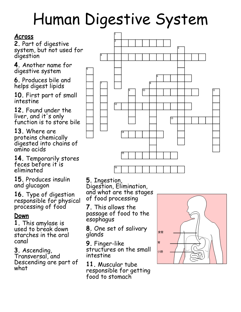 Food Additives Crossword WordMint