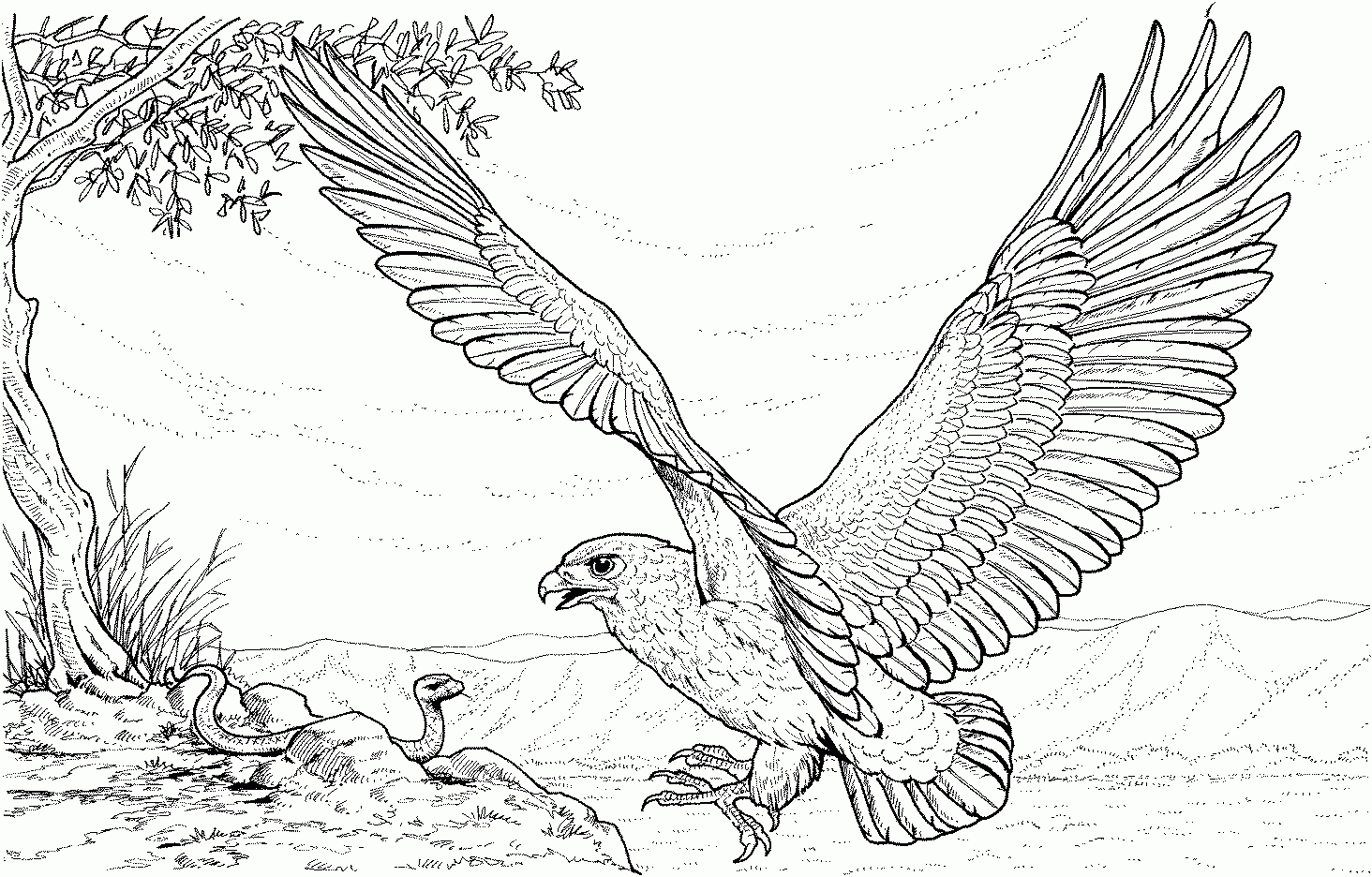 coloring picture of an eagle