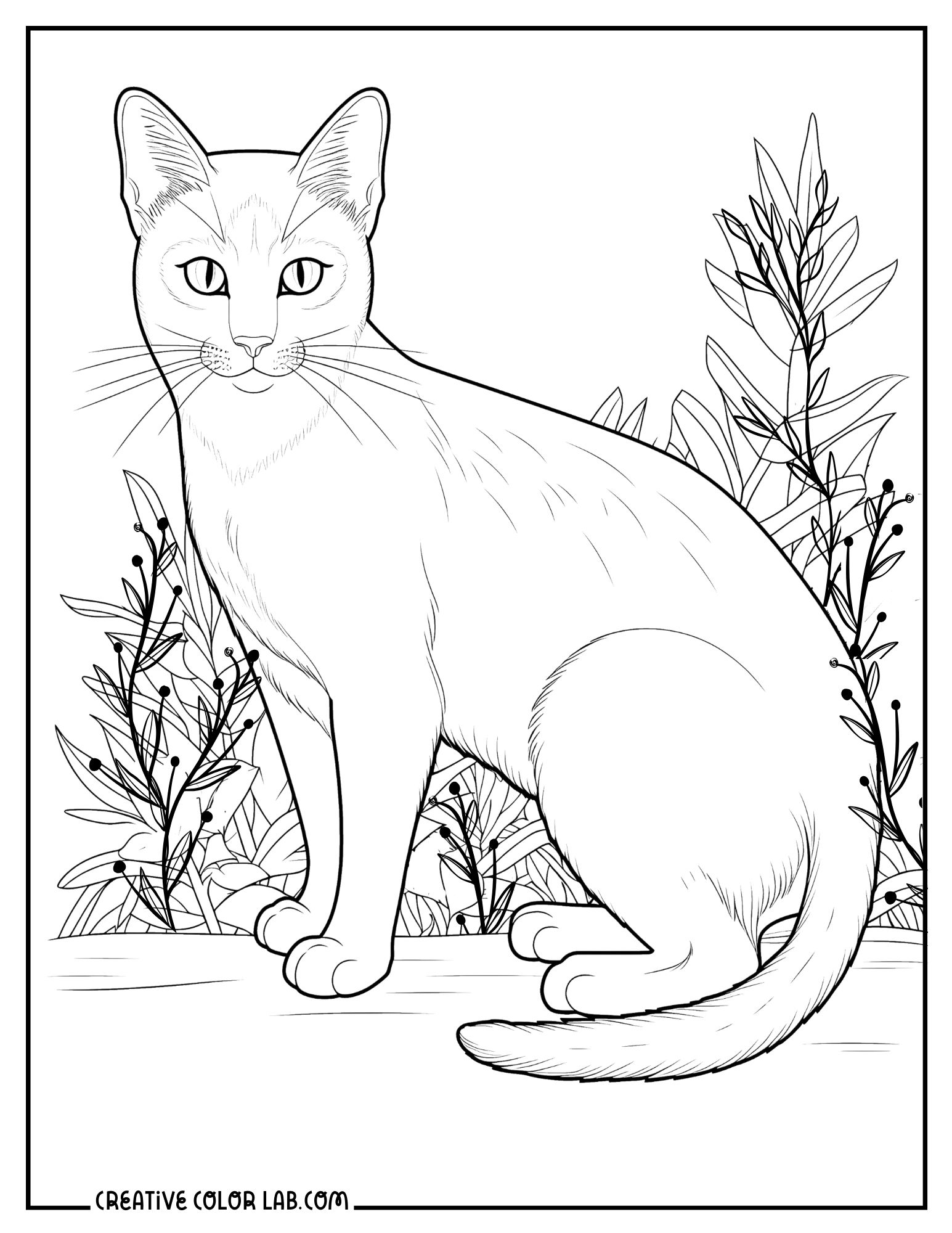 cat coloring page free printable cat coloring page free printable
