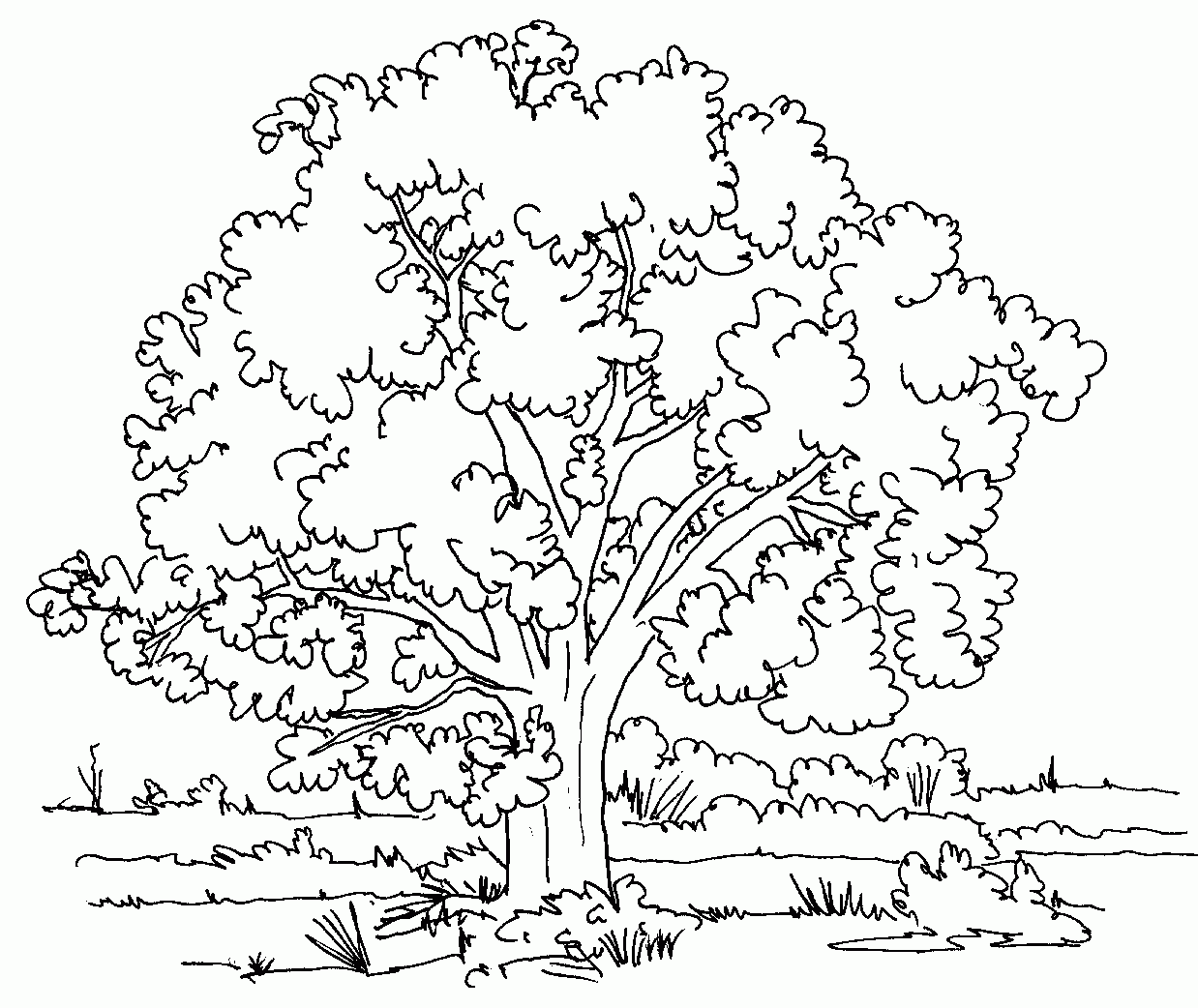 tree coloring pages free printable tree coloring pages free printable