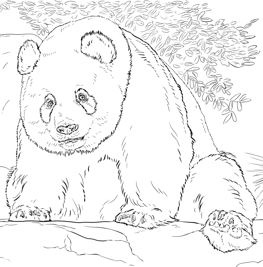 Giant Panda Coloring Page Free Printable Giant Panda Coloring Page Free Printable