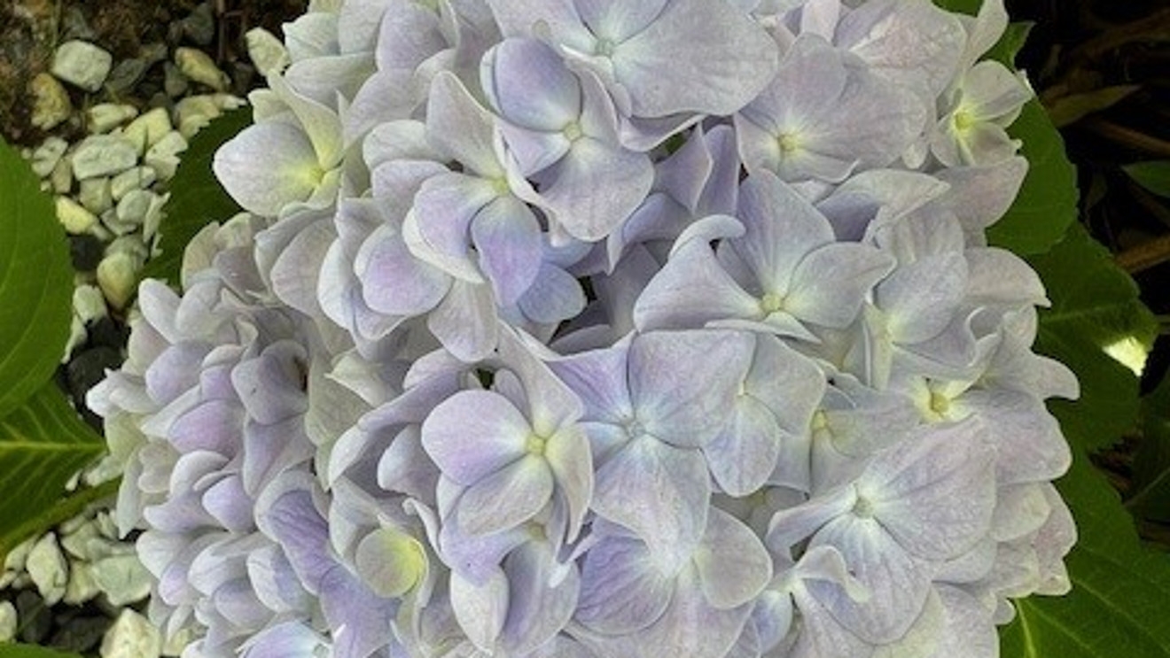 pale purple crossword clue