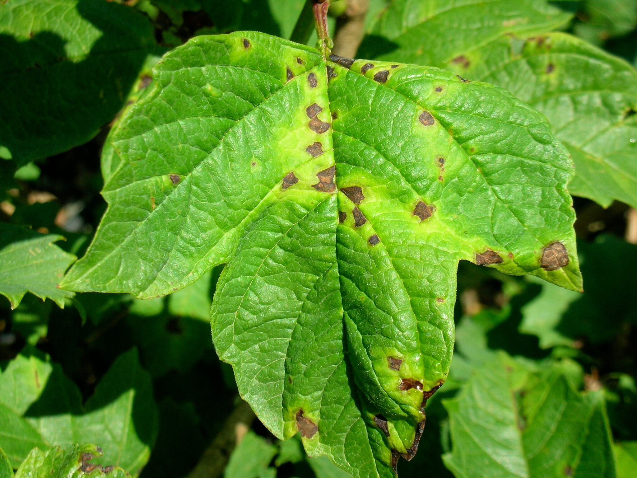 plant disease crossword clue