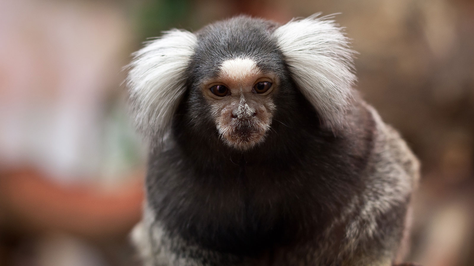 Marmosets Are Tiny Upper Canopy dwelling Monkeys HowStuffWorks Marmosets Are Tiny Upper Canopy dwelling Monkeys HowStuffWorks