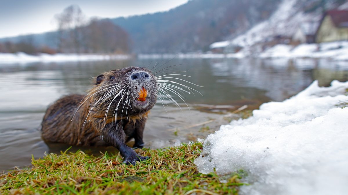 Nutria The Invasive Unusually Large Rodents Live Science
