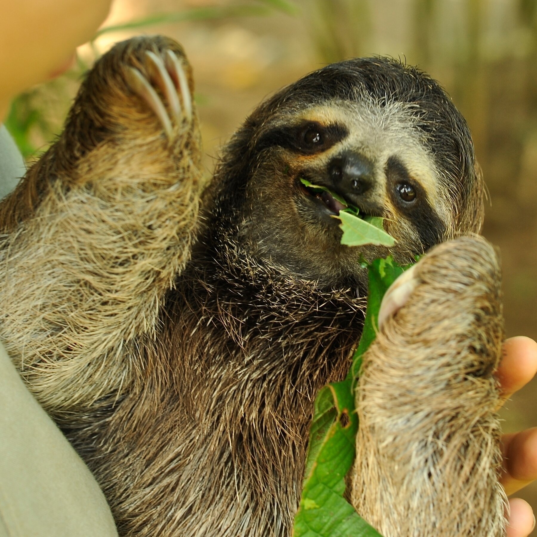 young lady crossword clue