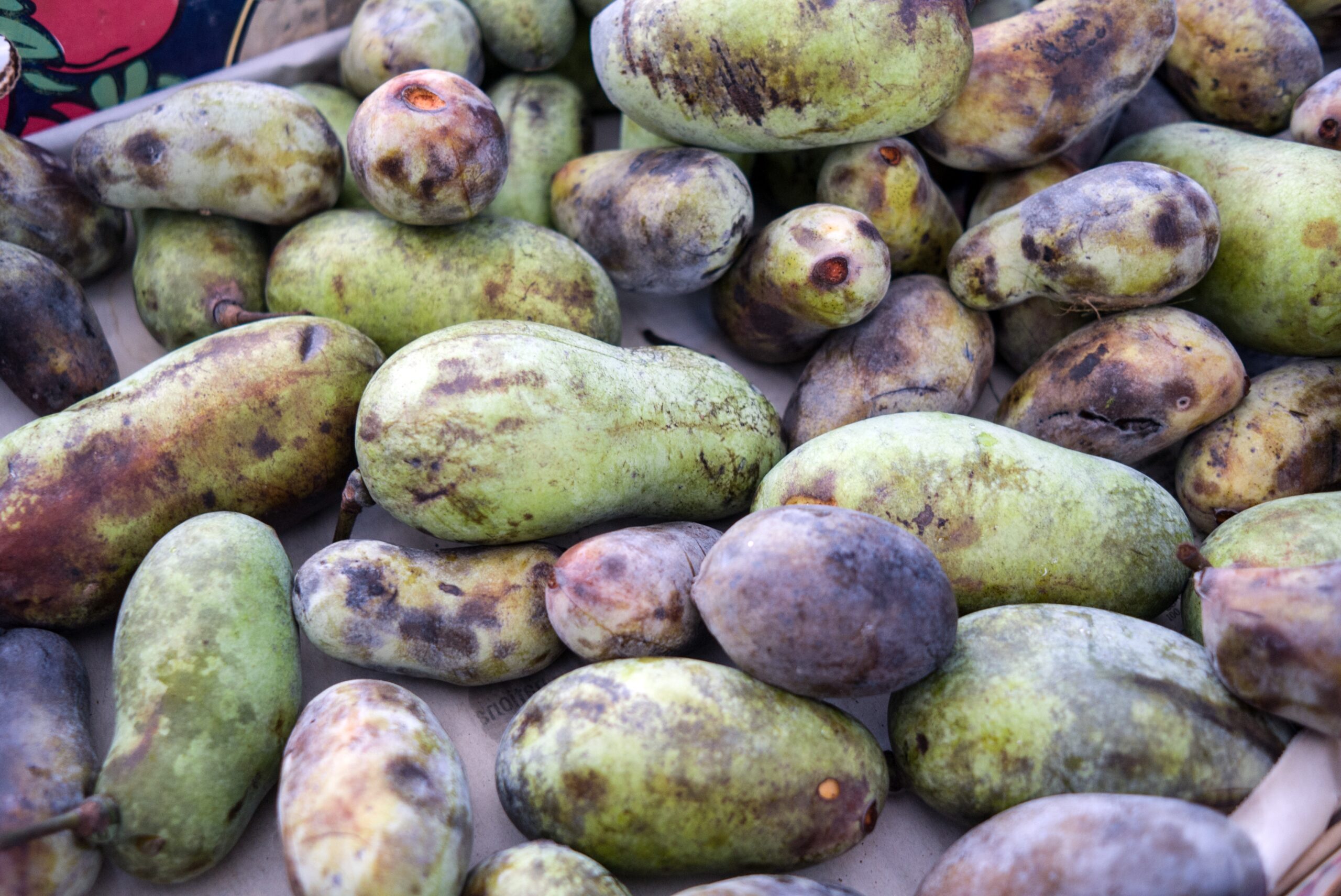 Papa What s A Pawpaw Classic CLE Eats Drinks Cleveland