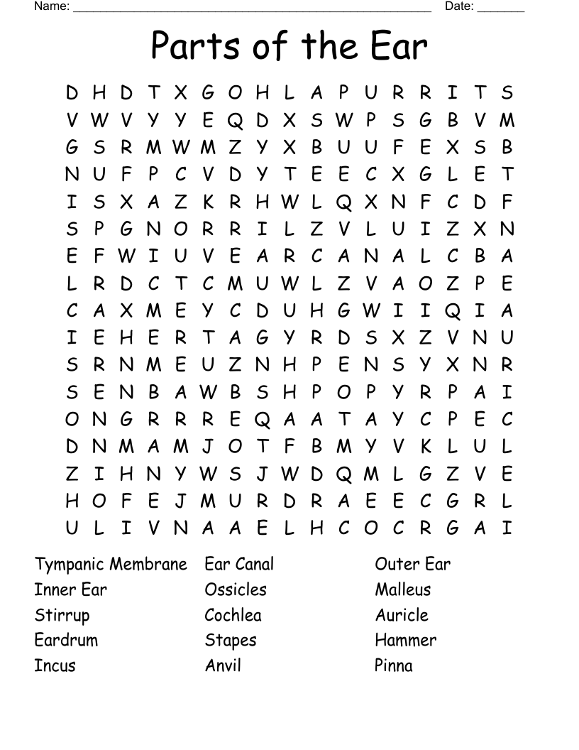 Parts Of The Ear Word Search WordMint Parts Of The Ear Word Search WordMint
