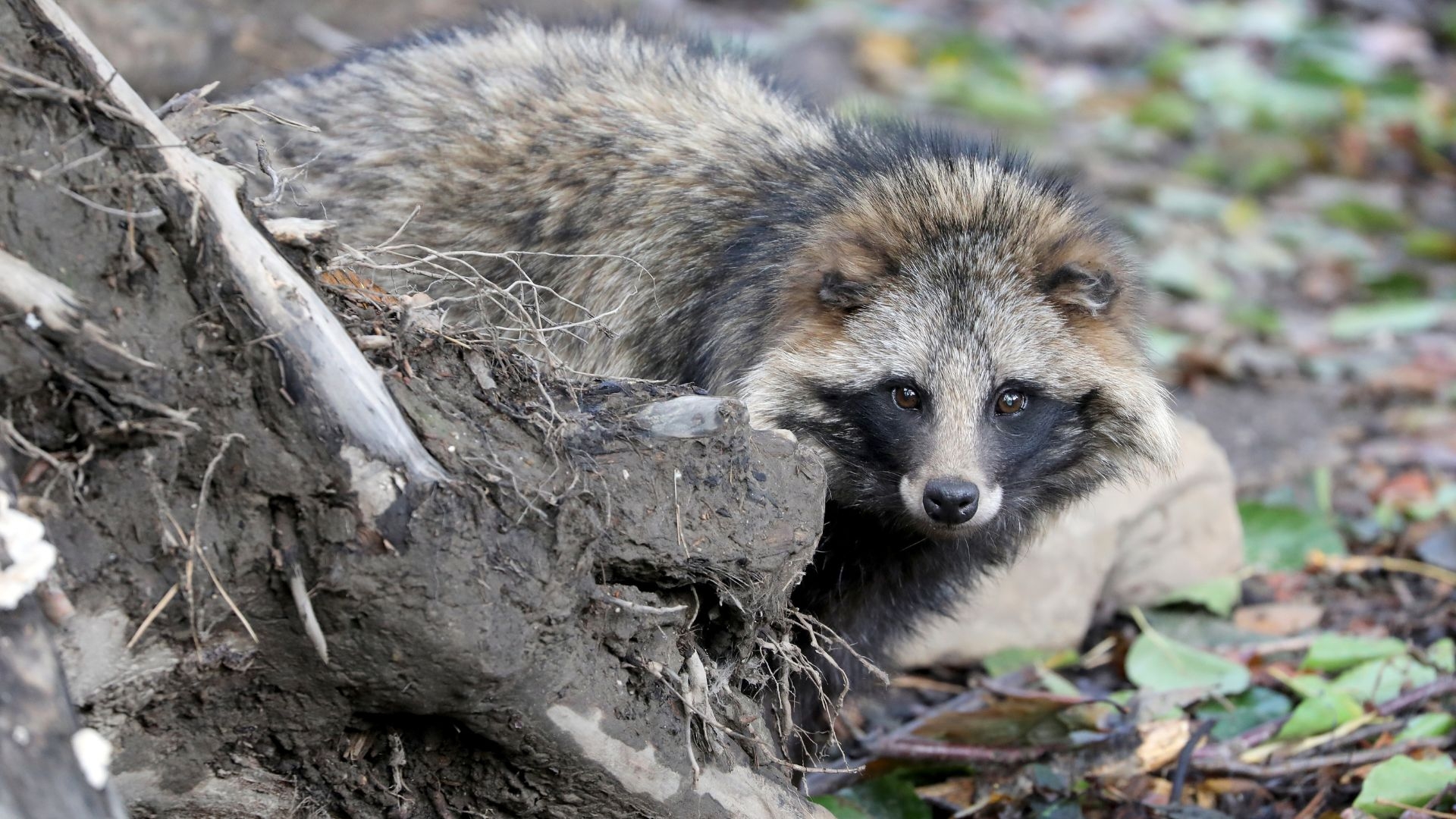 Raccoon Dog DNA From Wuhan Market Supports The Idea That COVID Came From Animals Live Science