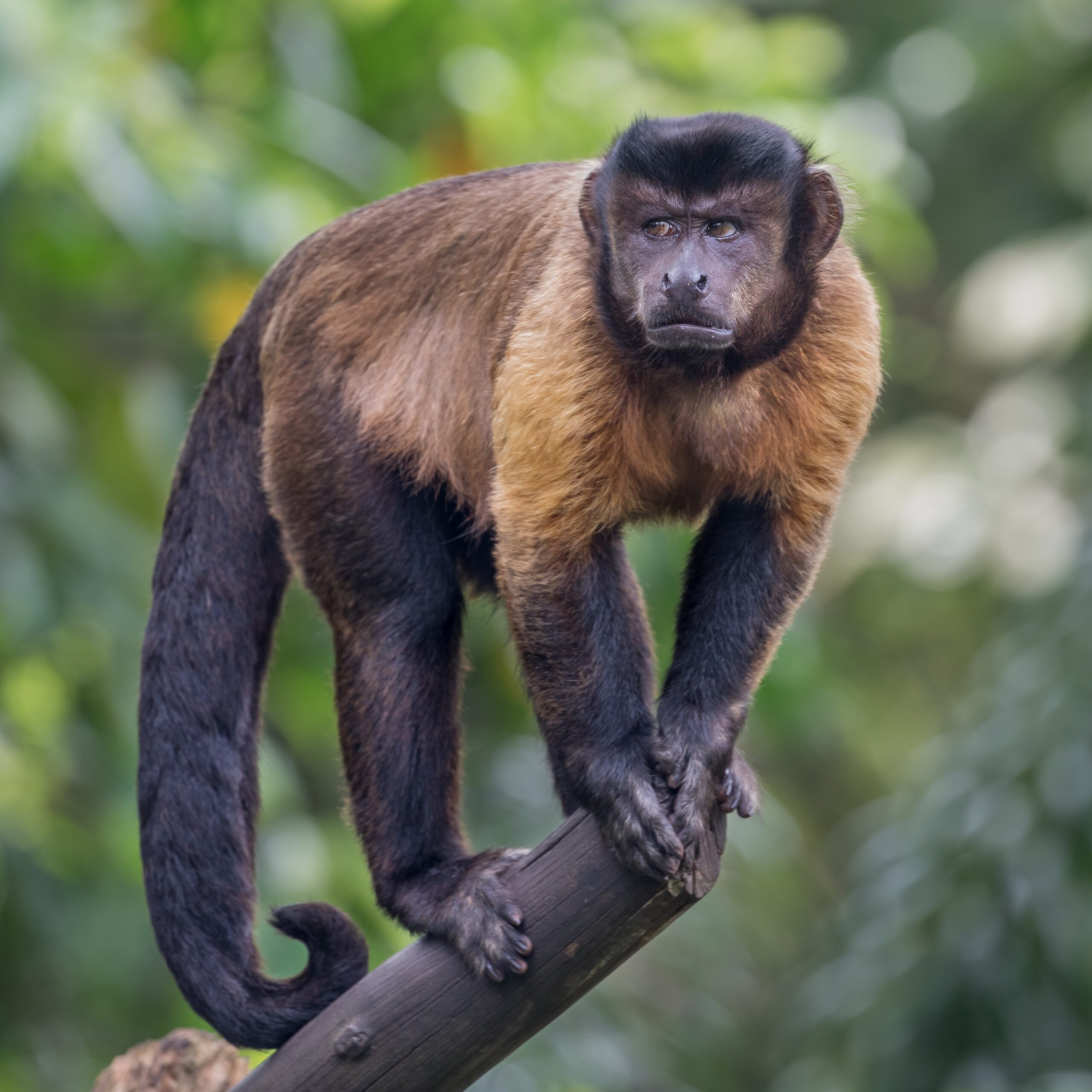 Tufted Capuchin Wikipedia Tufted Capuchin Wikipedia
