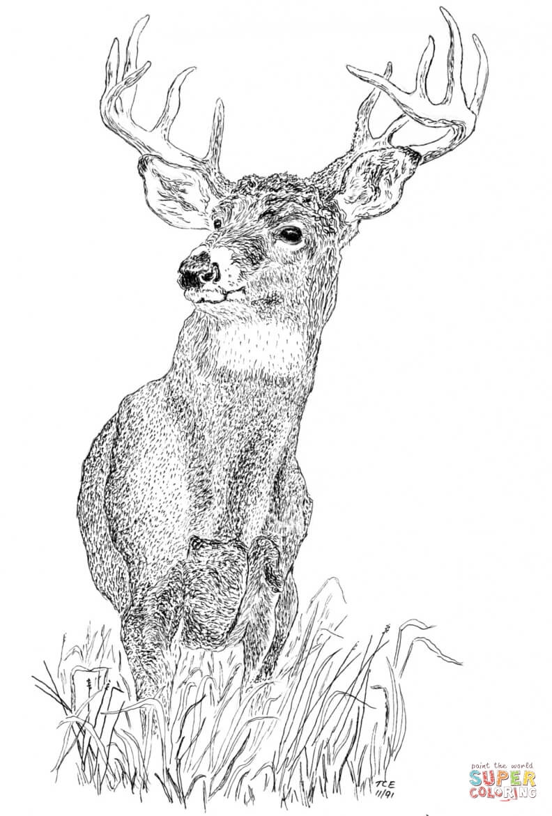 White Tailed Deers 15 Free Printable Coloring Pages